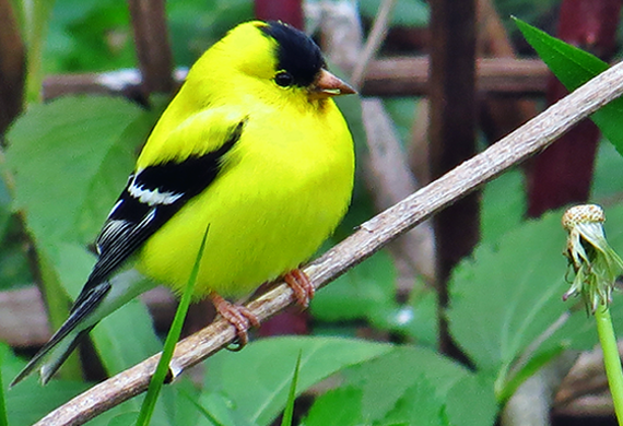 American Goldfinch by Keith Watson